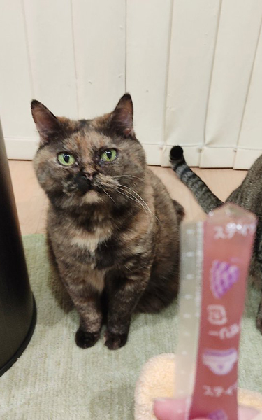 チュールを疑う猫