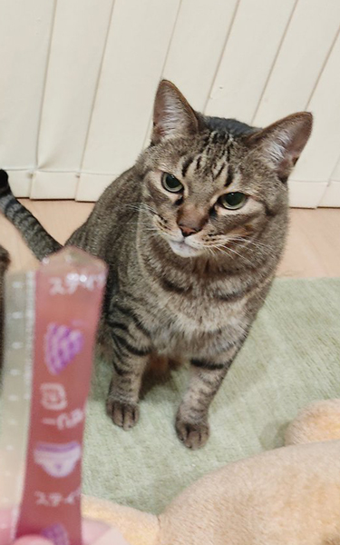 チュールを疑う猫