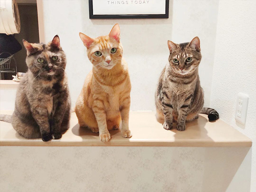 レオンくんとジジちゃんとコタロウくん