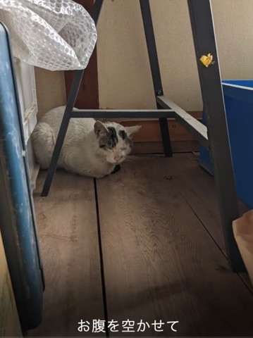 お腹を空かせてテロップ