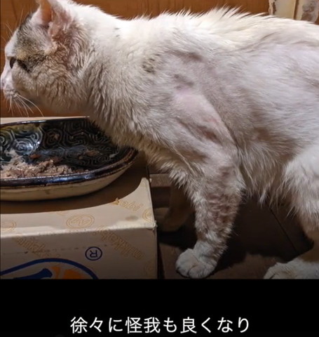 徐々に怪我もよくなりテロップ