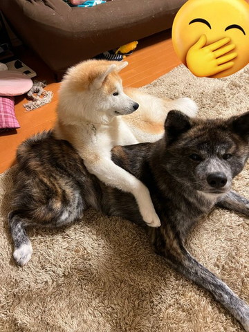 ワンコにヒジのせるワンコ