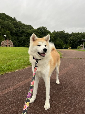 秋田犬屋外での立ち姿