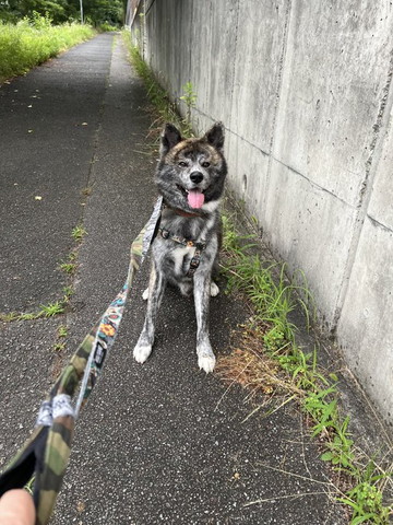 散歩拒否トラ柄ワンコ