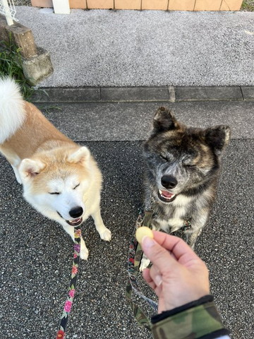 おやつとワンコ2匹