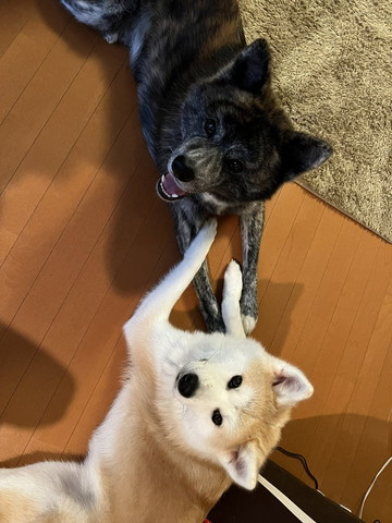 伏せして見上げるワンコ2匹