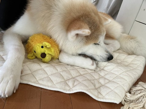 ぬいぐるみと寝るワンコ