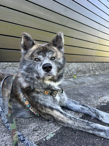 屋外でカメラ目線ワンコトラ柄