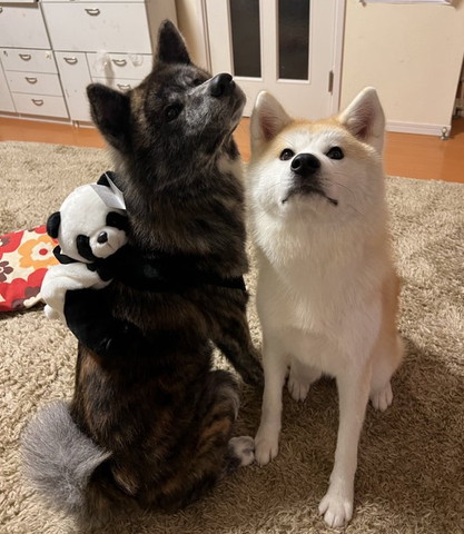 パンダのリュック背負ったワンコとお座りワンコ