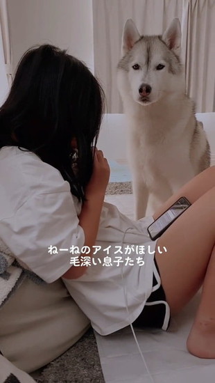 座った犬