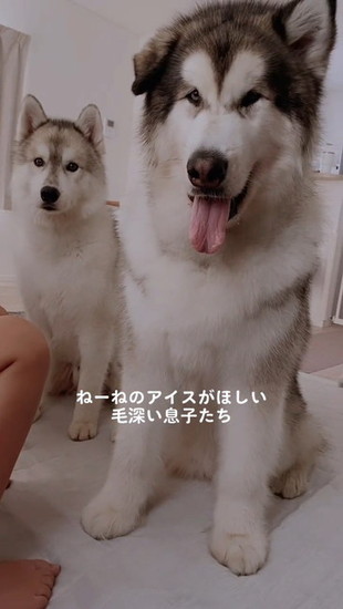 待機中の犬