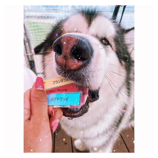 プレートを味見する犬