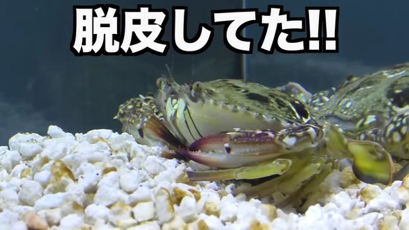 脱皮してた