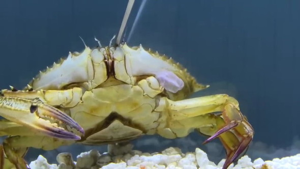 小さな袋が見える