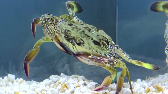 脱皮したカニにはハサミが