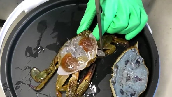 抜け殻を調べてみる