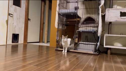 突然出た野良猫