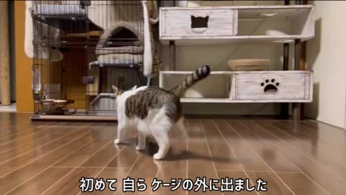 猫の後ろ姿