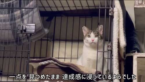 ケージに戻った猫