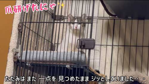 達成感を感じる猫