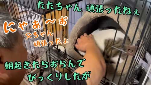 ほめる飼い主と猫
