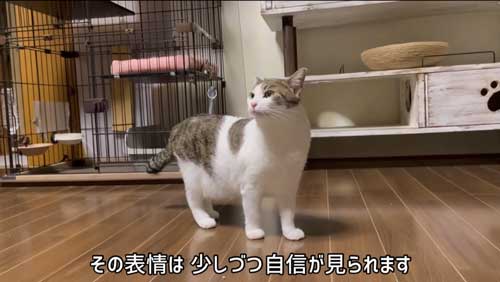 凛々しい表情の猫