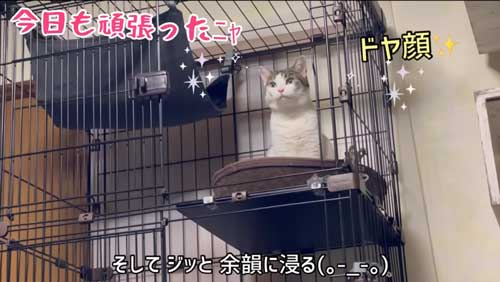 勇気をもらう猫ちゃんの姿