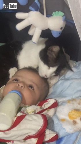 「Cat Gently Grooms Blessing || ViralHog」