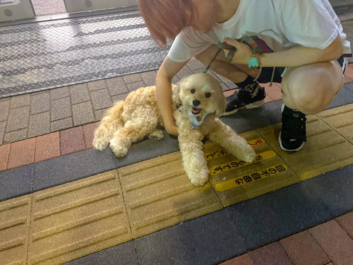 コンビニ前で涼む賢い犬