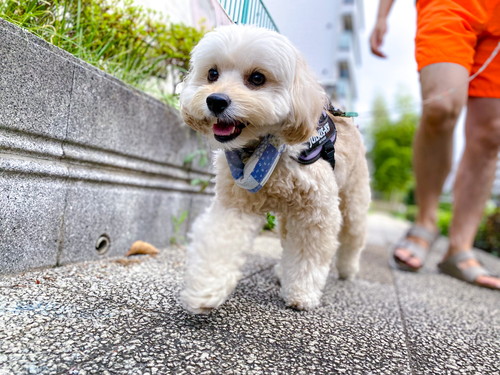 冷やしバンダナで歩く犬