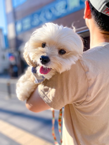 抱っこされる犬