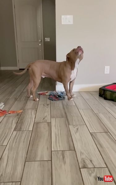 パパの言うことしか聞かないワンコ