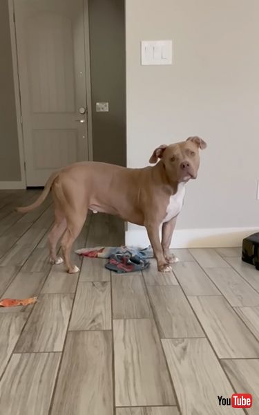 パパの言うことしか聞かないワンコ