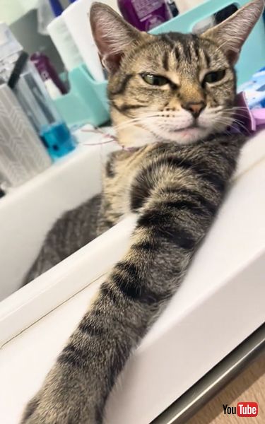 洗面台でくつろぐ猫