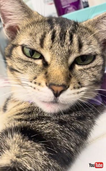 洗面台でくつろぐ猫