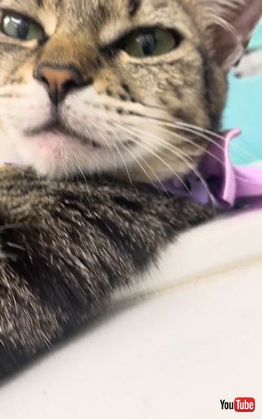 洗面台でくつろぐ猫