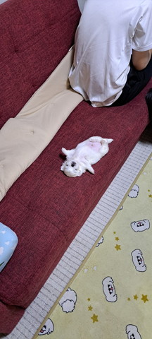 ソファで寝てる子犬