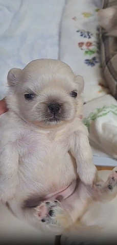 首根っこつまれてる子犬