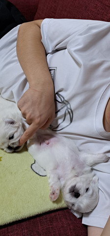 子犬2匹腕枕1匹顔さわってる