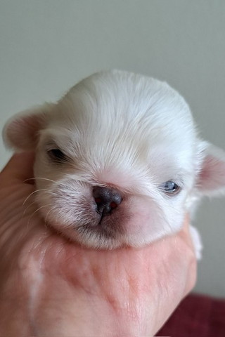 子犬アップ正面