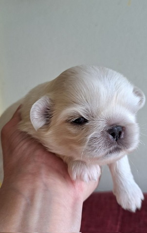 子犬横顔アップ