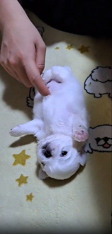 おなかさわられてる子犬