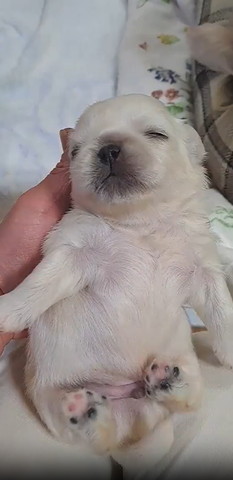 目を閉じて後ろに両手広げる子犬