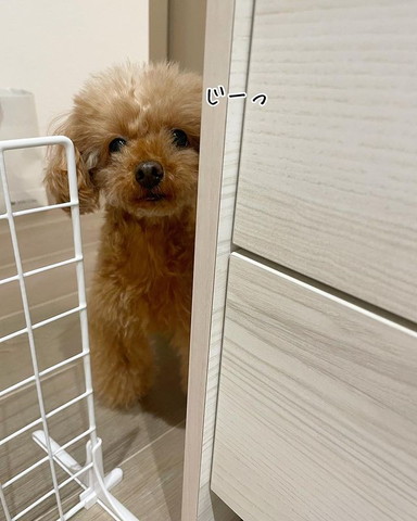 物陰から見てくるワンコ