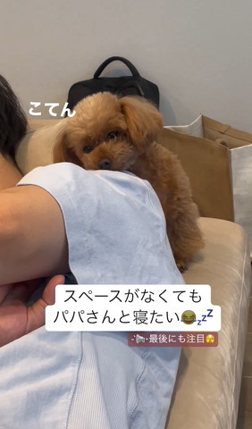 飼い主の肩にアゴのせるワンコ