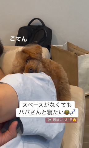 飼い主の肩に頭のせるワンコ