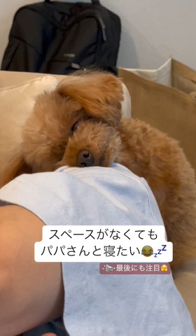 飼い主の肩に頭のせて寝るワンコアップ