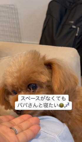 手の匂いかぐワンコ