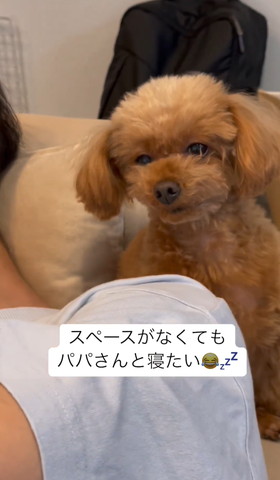 眠そうな顔してるワンコ