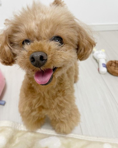 笑顔ワンコアップ